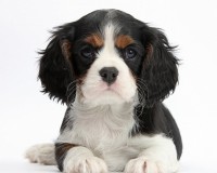 Cavalier King Charles
