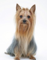 Yorkshire Terrier Mini