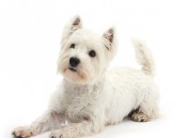OFERTÓN: West Highland Terrier (Westy)