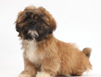 Shih-Tzu