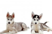 Husky Siberiano